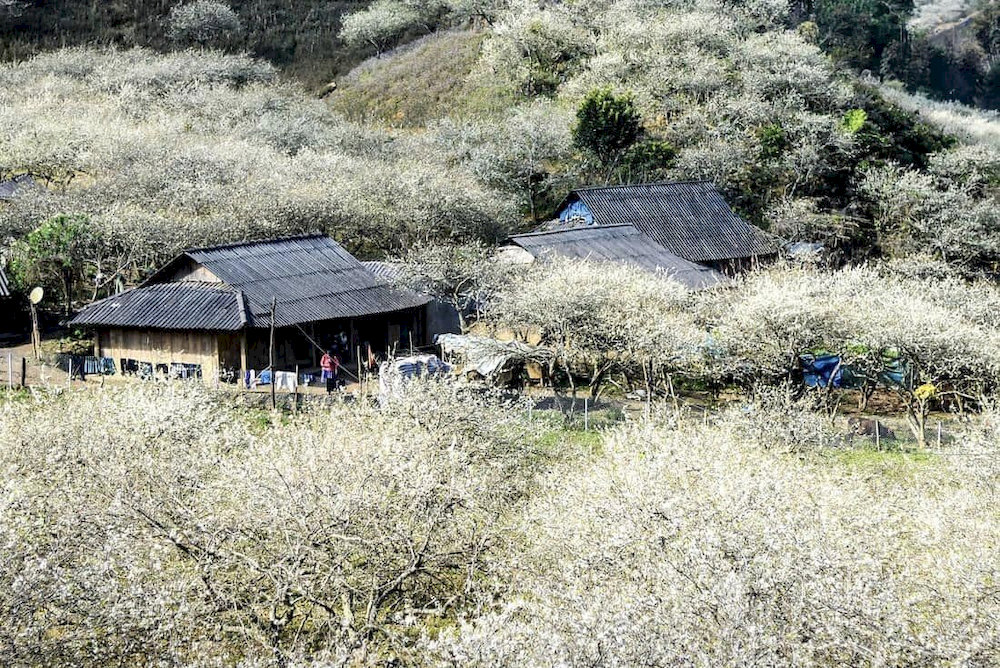 The highlands are covered with blooming white plum blossoms in spring